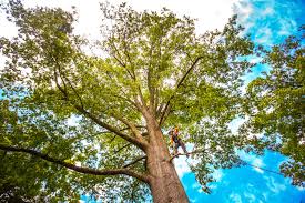 Best Tree Removal  in Seven Fields, PA