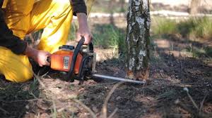 Reliable Seven Fields, PA  Tree Services Solutions