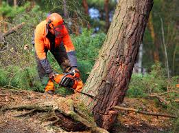 Best Tree Disease Treatment  in Seven Fields, PA