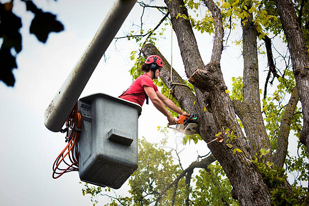 Best Storm Damage Tree Cleanup  in Seven Fields, PA